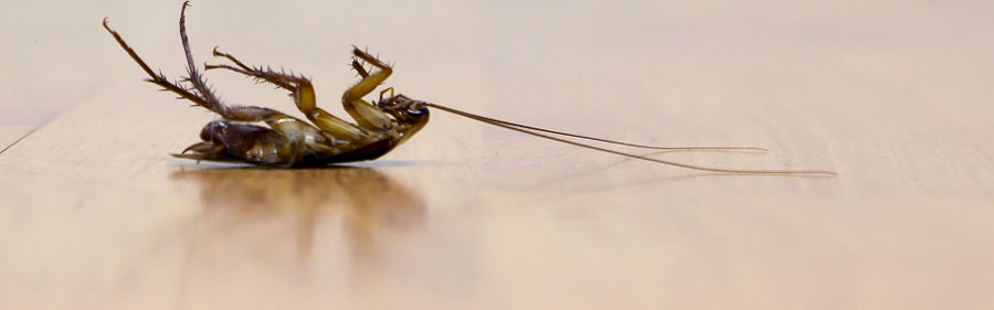 Insecte